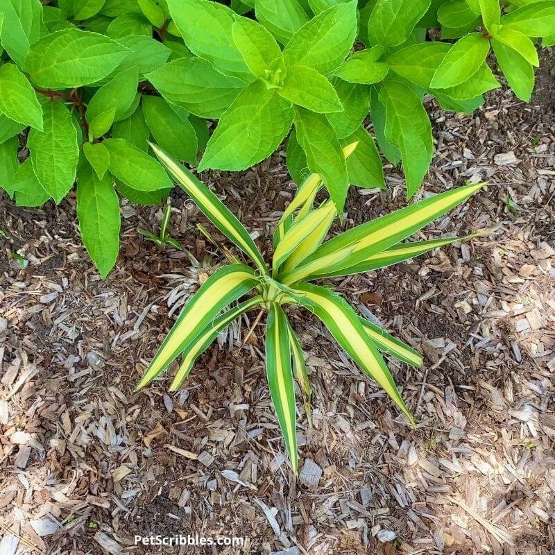 new Yucca plant in the garden