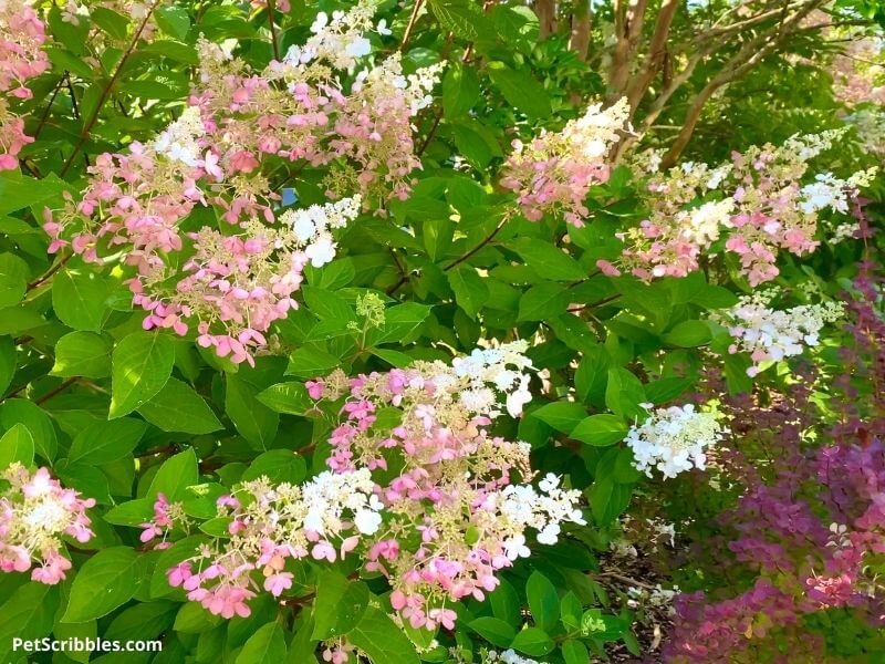 panicle hydrangeas