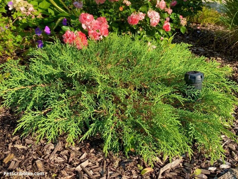 thuja pancake arborvitae