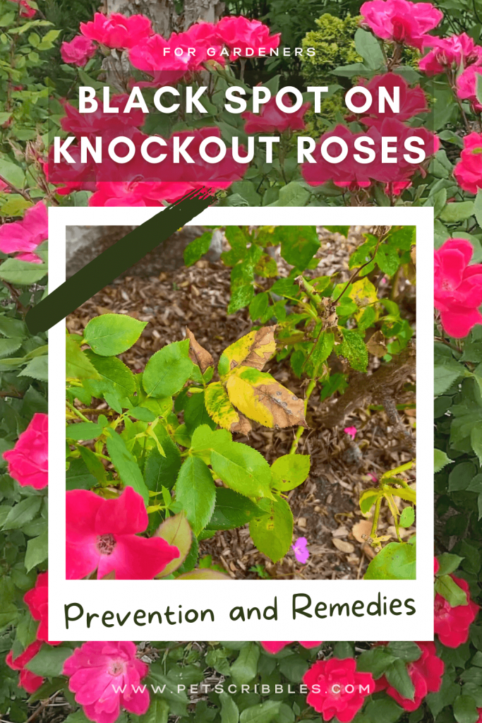 Black Spot on Knockout Roses