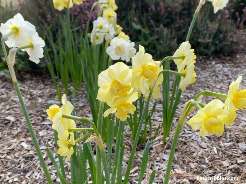 White and Yellow Cheerfulness Daffodils