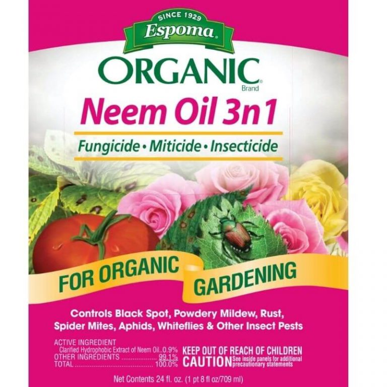 Black Spot on Knockout Roses How To Treat Garden Sanity by Pet Scribbles