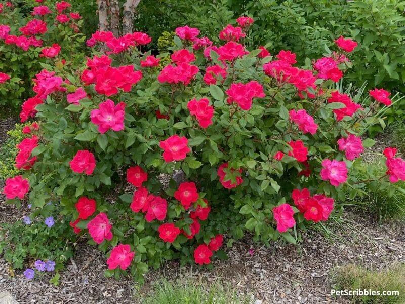 Knockout Roses in full bloom