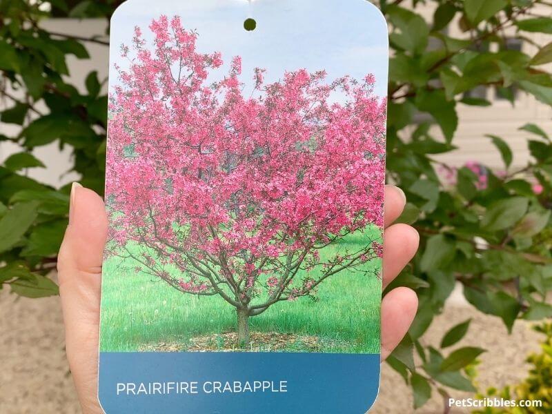 plant tag of a Prairifire Crabapple Tree