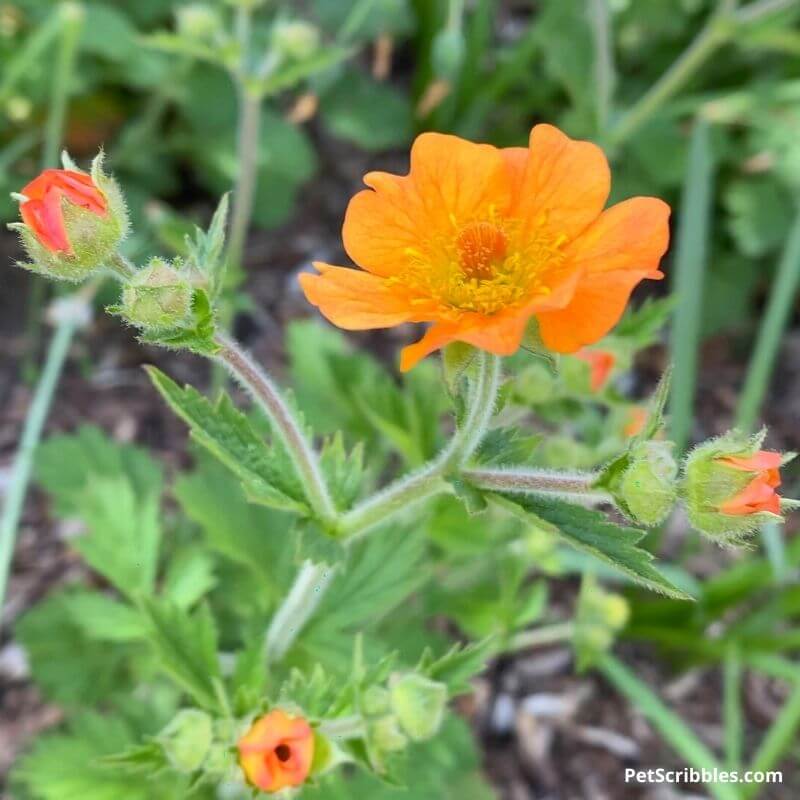 orange flowers of totally tangerine geum perennial