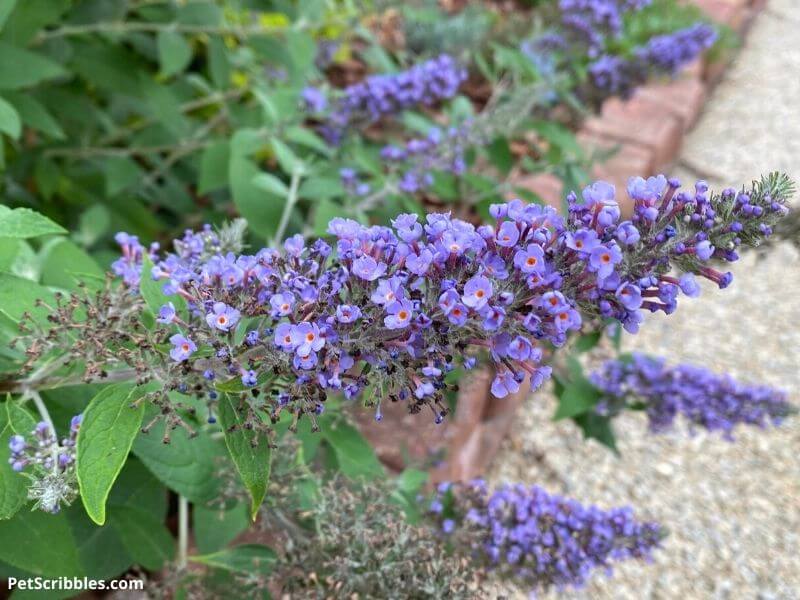 True Blue Butterfly Bush flowers