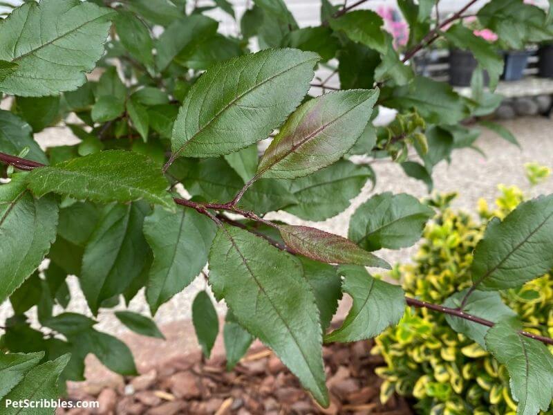 Prairifire Crabapple foliage