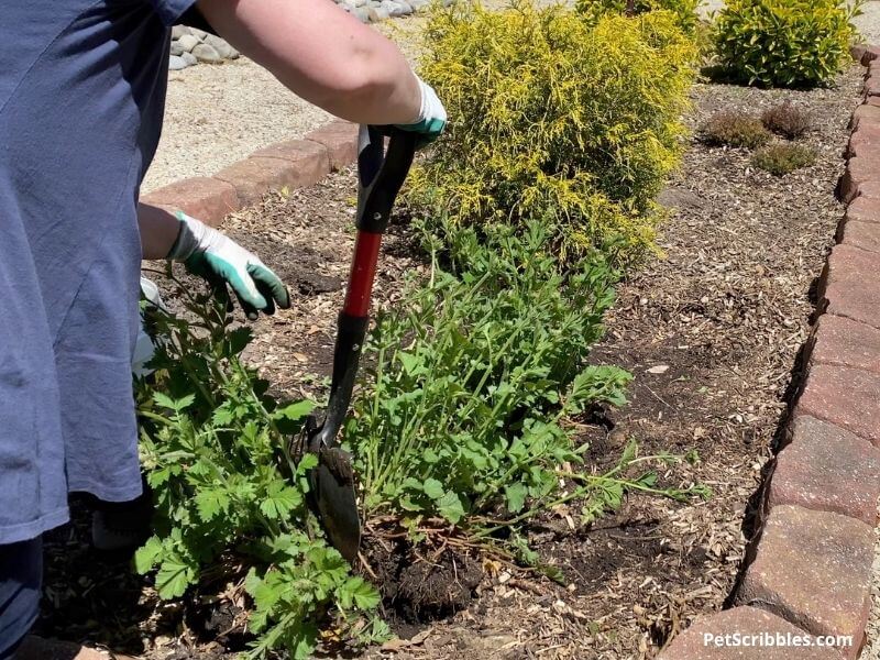 digging up and dividing perennials with a shovel