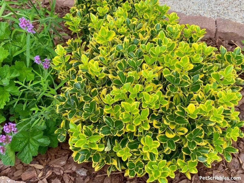 golden euonymus shrub