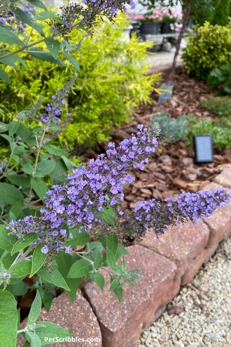 True Blue Butterfly Bush