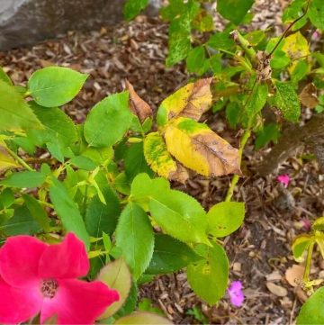 identifying Black Spot on Knockout Roses