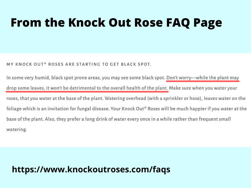 screen grab from Knock Out Rose website