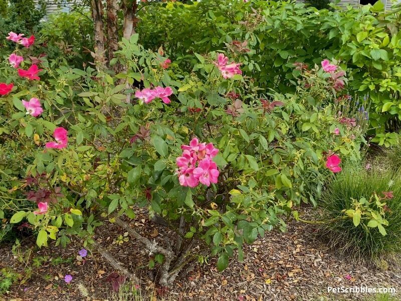 knockout rose with black spot