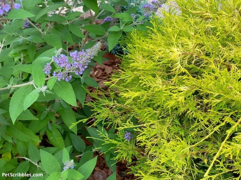 butterfly bush and mop cypress shrub