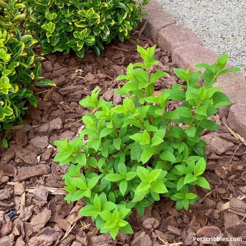 newly planted Fire Light Hydrangea