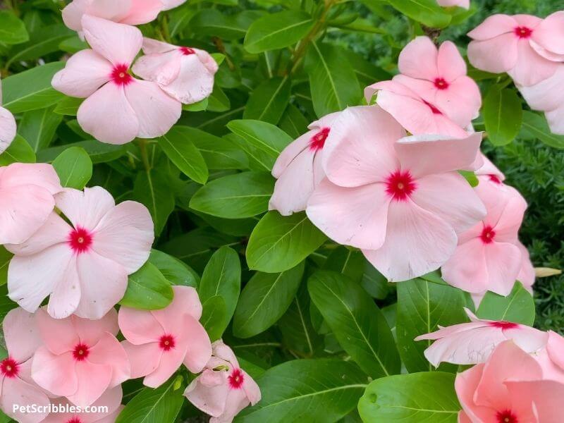 pink flowers Annual Vinca