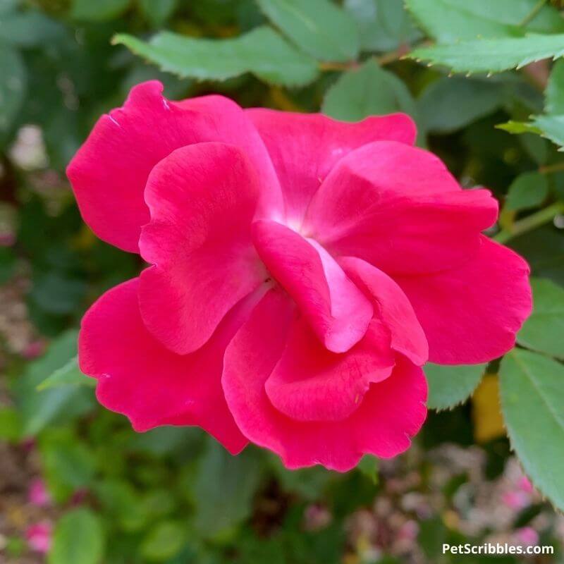 pink knockout rose