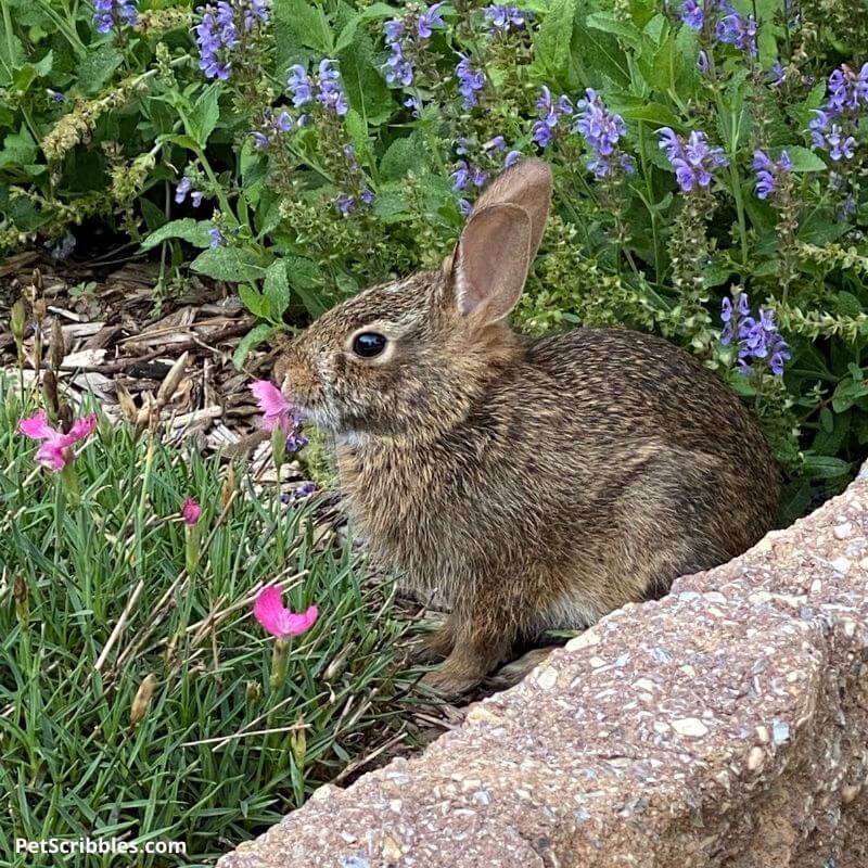 a rabbit eating pink Dianthus flowers