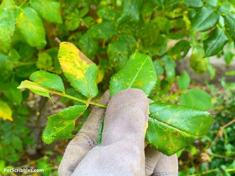 a gloved hand holding diseased knockout rose leaves