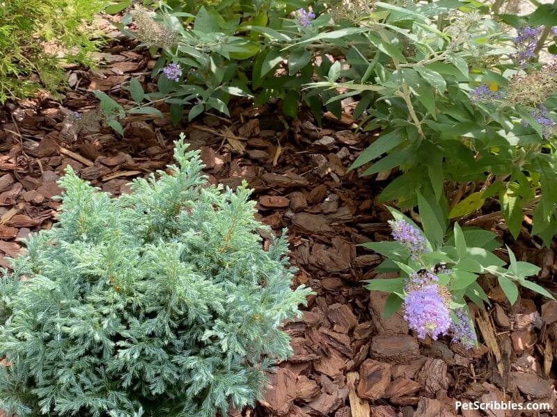 small blue-green evergreen Boulevard Cypress next to butterfly bush