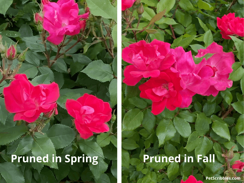 roses pruned in Spring versus Fall