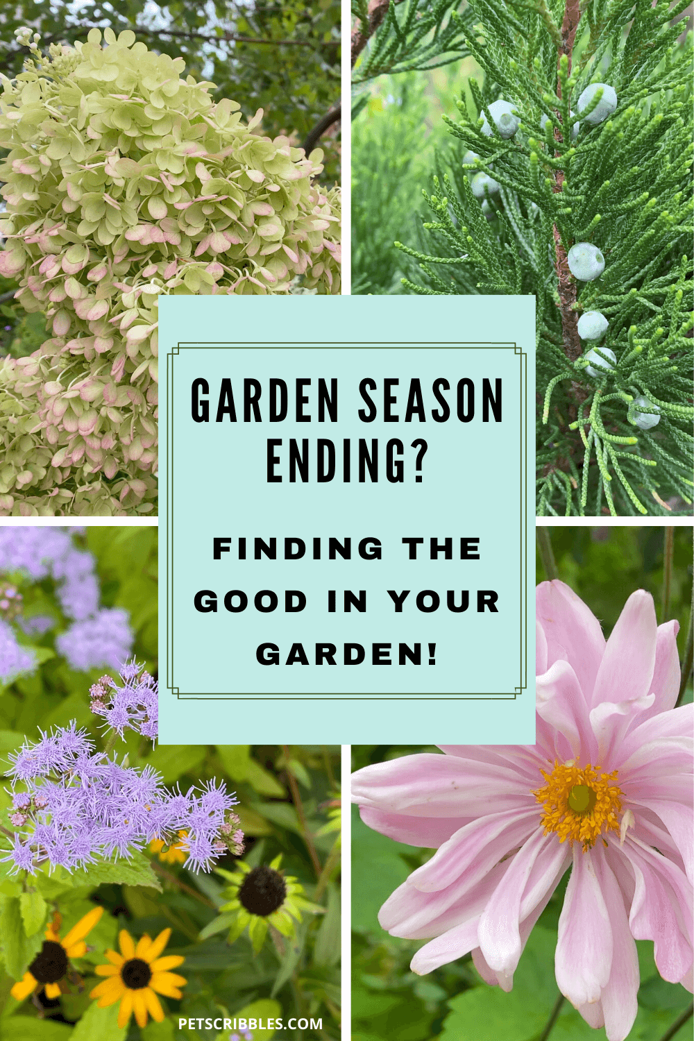 Today I'm sharing a photo and video collage of what's blooming in my zone 7, Southern New Jersey garden. I'm doing this to encourage you to do the same and find the good in your garden — after a season of heat, humidity, tropical storms, floods and whatever else Mother Nature has thrown at us this year!  via @petscribbles