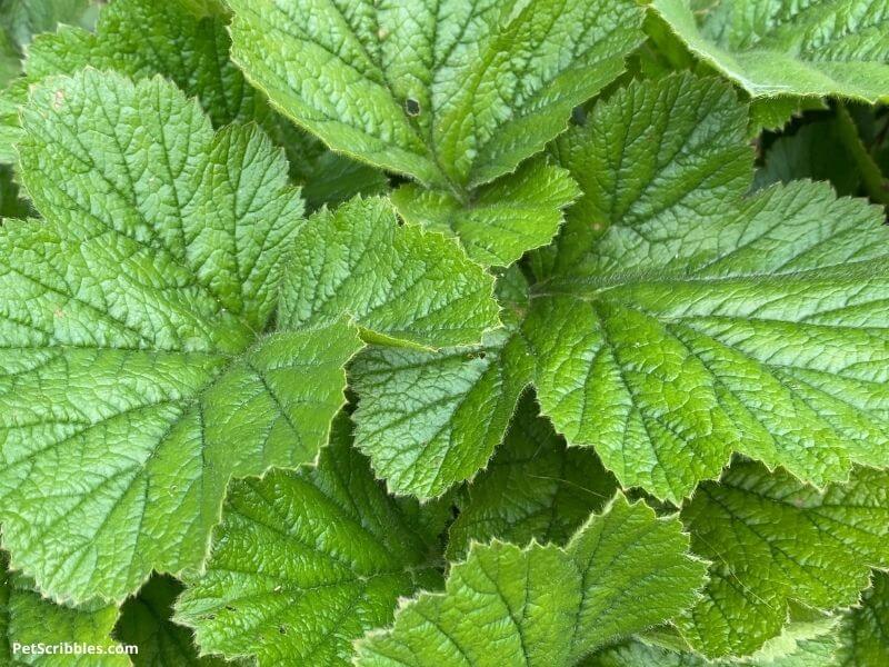 Geum leaves look good in the garden