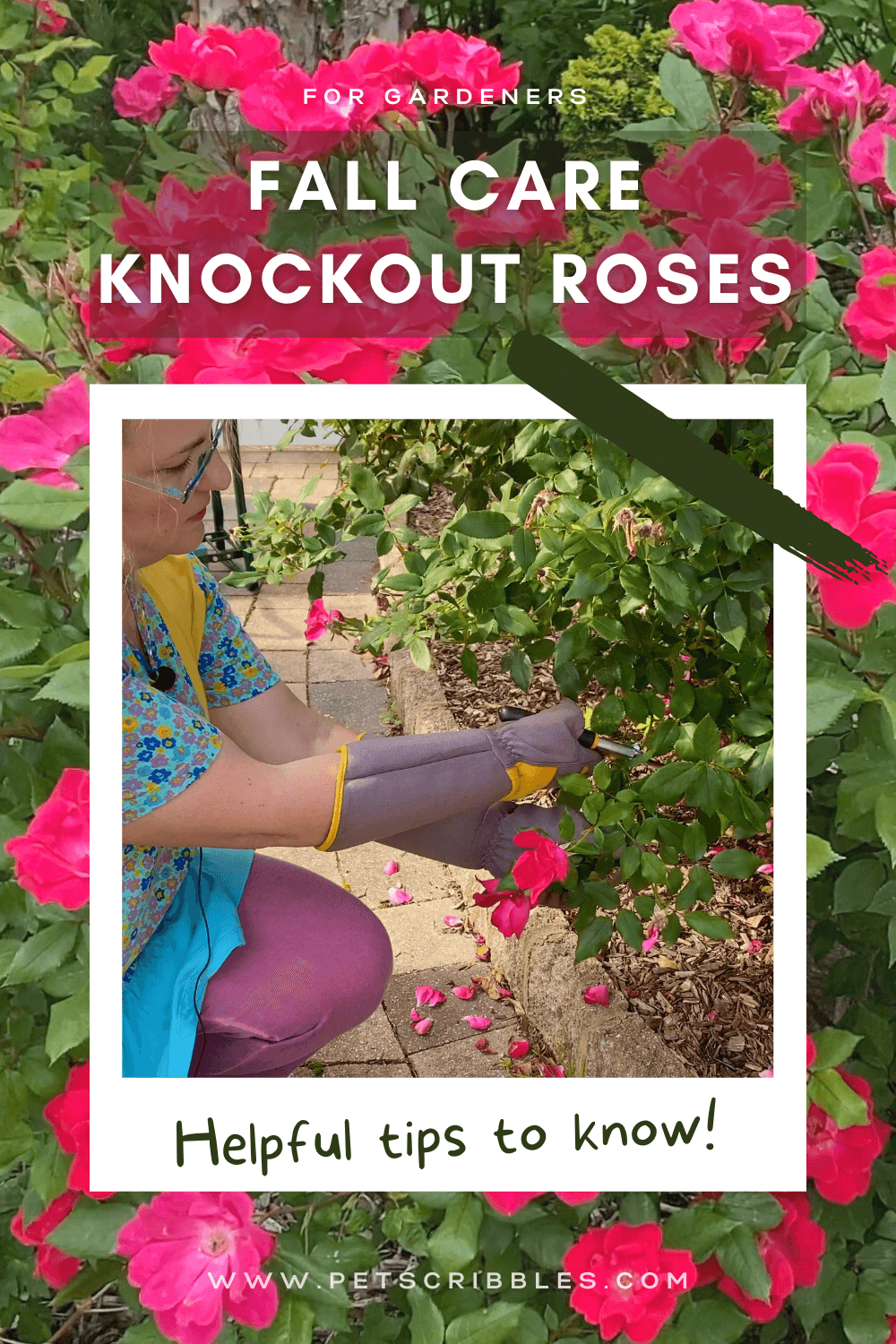 This article and video is about Knockout Roses Fall care and pruning. What should your Fall cleanup include? Should you prune Knockout Roses in the Fall or in the Spring? I answer these questions and cover everything needed to get your roses ready for Winter. via @petscribbles