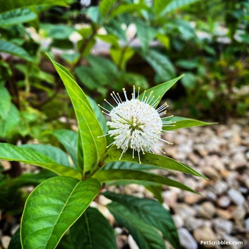 garden surprises are always good in your garden