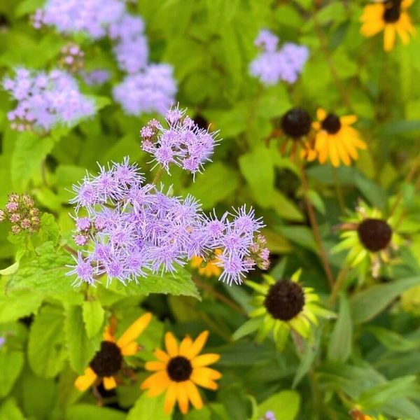ageratum and black eyed susans