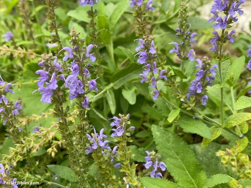 blue salvia flowers
