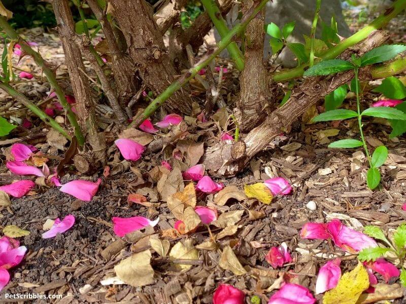 dead leaves and debris underneath Knockout Rose shrub