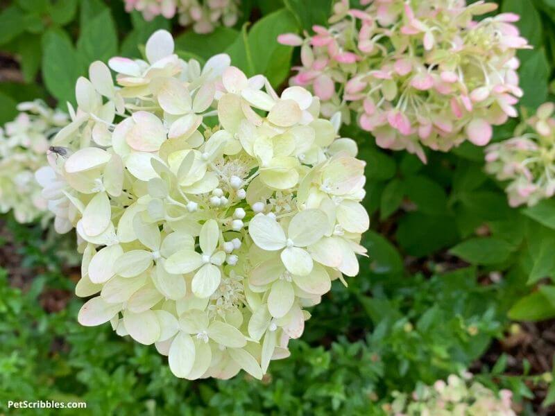 pale lime, cream and pink flowers of Little Lime Hydrangeas