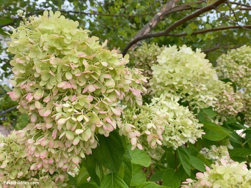 finding the good in your garden can include blooming hydrangeas