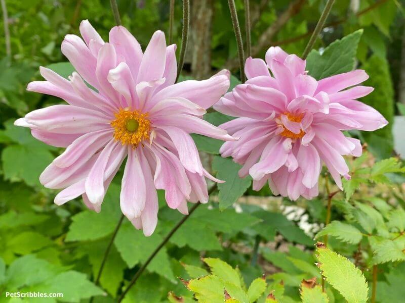 pink flowers can be good in your garden in Fall