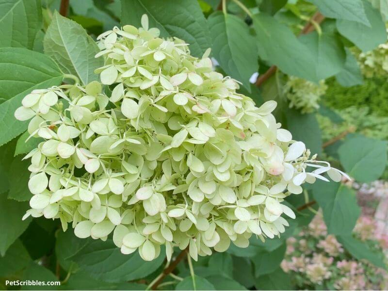 lime green flowers of Limelight Hydrangea Tree