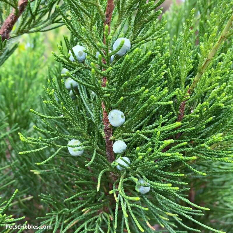 juniper berries on a Sea Green Juniper