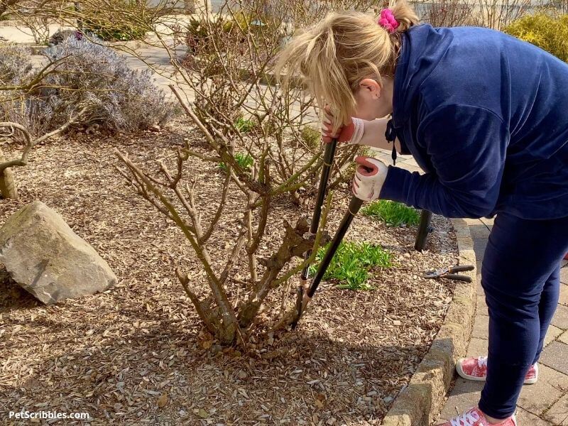 me pruning a Knockout Rose bush