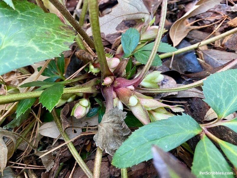 Candy Love Hellebore buds