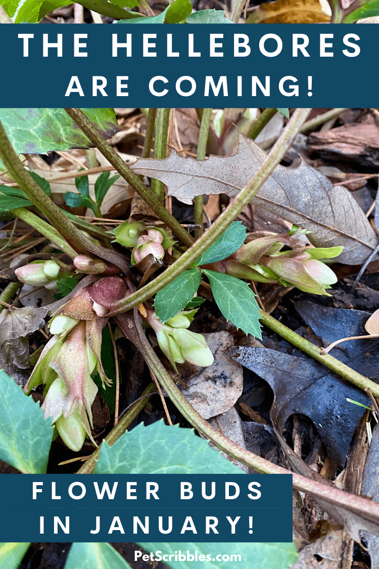 Hellebores are new to my garden this year, and in this article I describe my joy at seeing the flower buds coming up for the first time! via @petscribbles