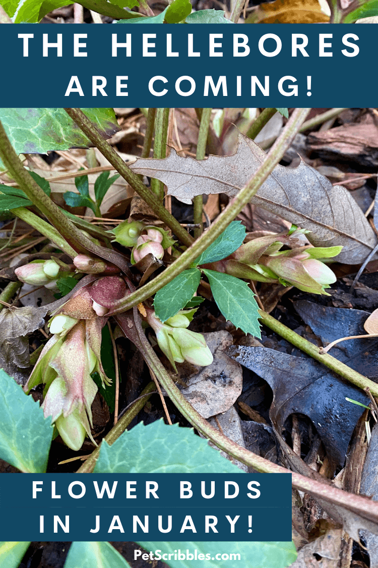 hellebore flower buds beginning to show in January garden