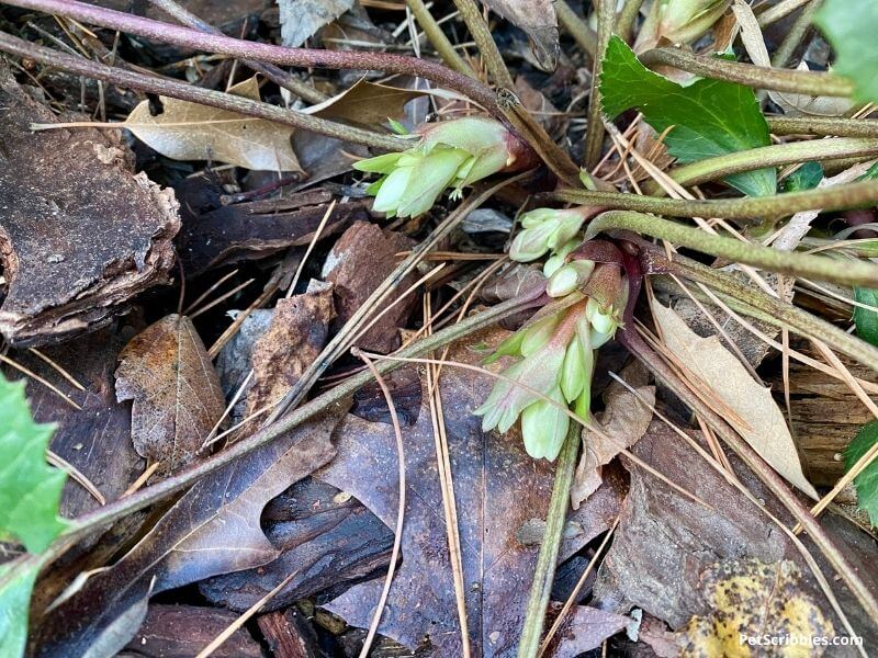 Lenten Rose Hellebore flower buds