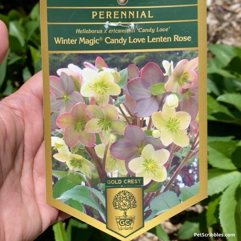 plant tag for Winter Magic Candy Love Hellebores