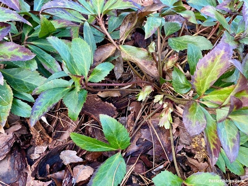 Winter Magic Candy Love Hellebores