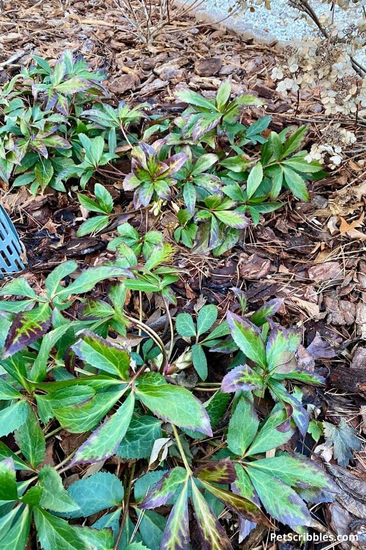 Winter Magic Candy Love Hellebores in Winter in the garden