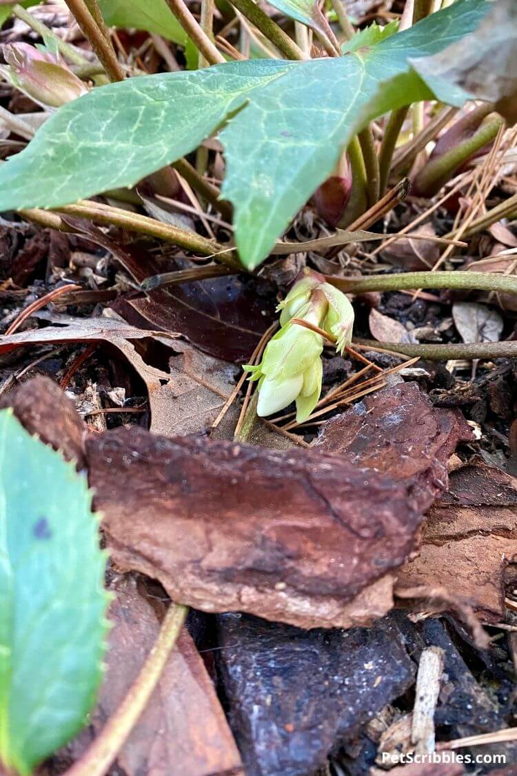 first flower buds on Hellebores