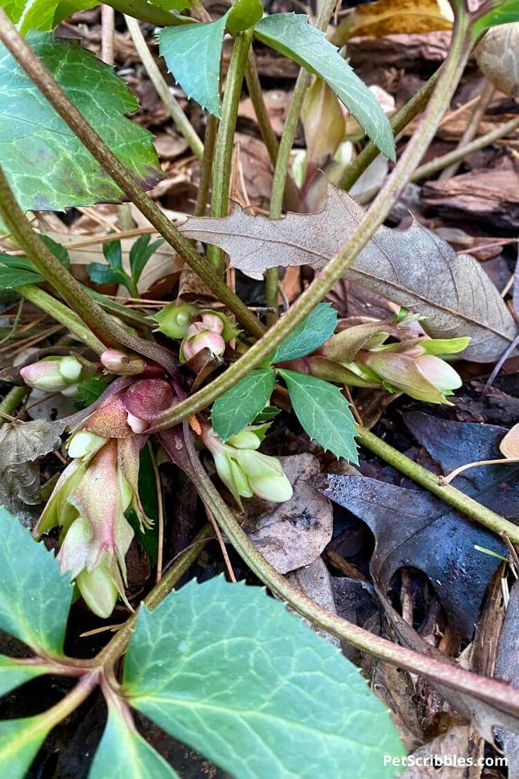 hellebore flower buds forming in Winter