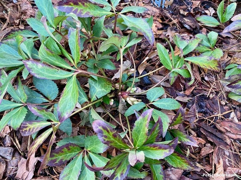 hellebore plant in Winter