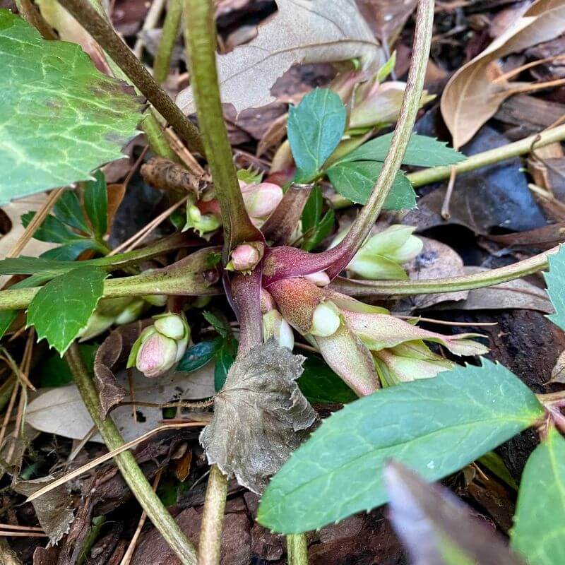 close up of Hellebores beginning to flower in January