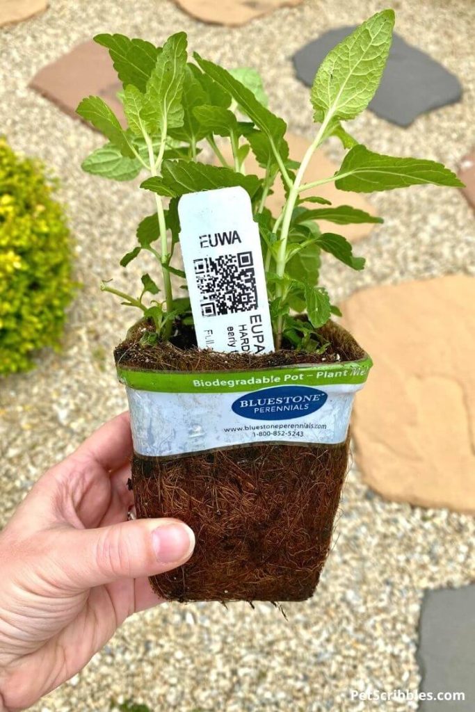 a biodegradable plant pot with a small plant growing in it